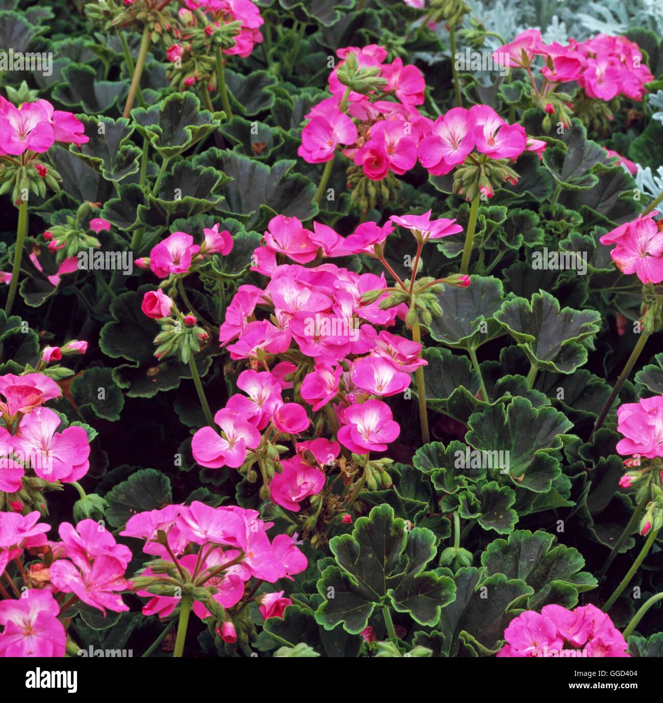 Geranium - F1 `Black Magic Rose'   ANN104332 Stock Photo